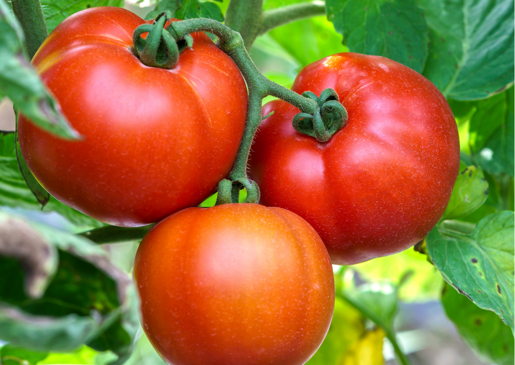 リコピンやビタミンCを含む夏野菜！トマト